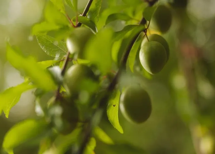 Akaciegaarden Bed & Breakfast