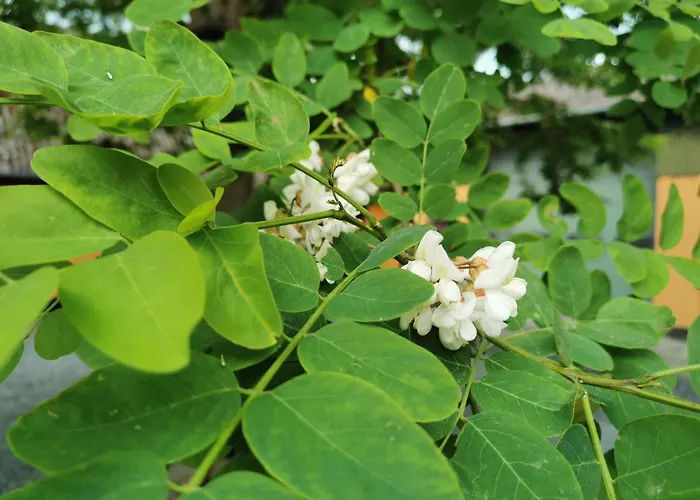 Akaciegaarden * Harlev (Stevns)