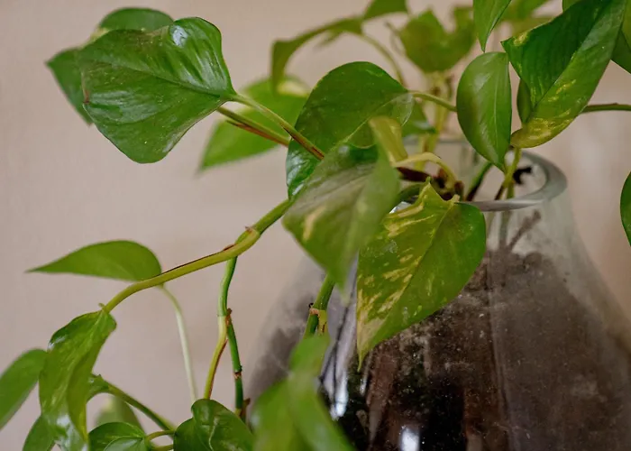 Bed & Breakfast Akaciegaarden *